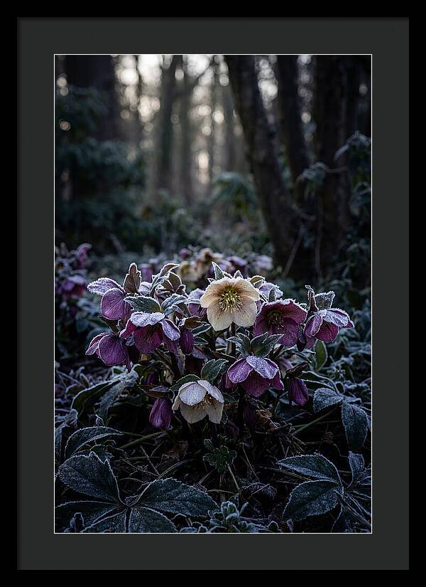 Hellebore Winter Blooms