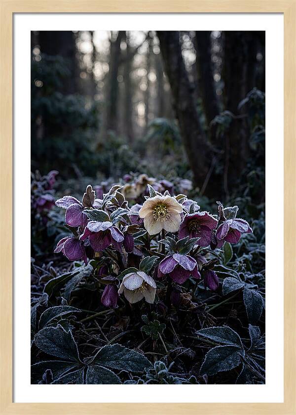 Hellebore Winter Blooms