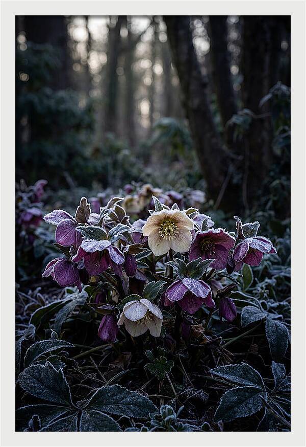 Hellebore Winter Blooms