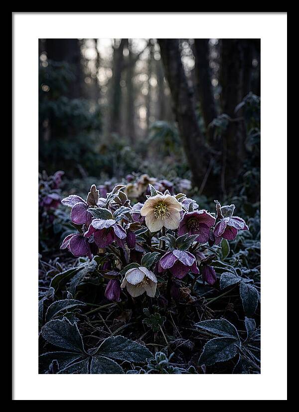 Hellebore Winter Blooms