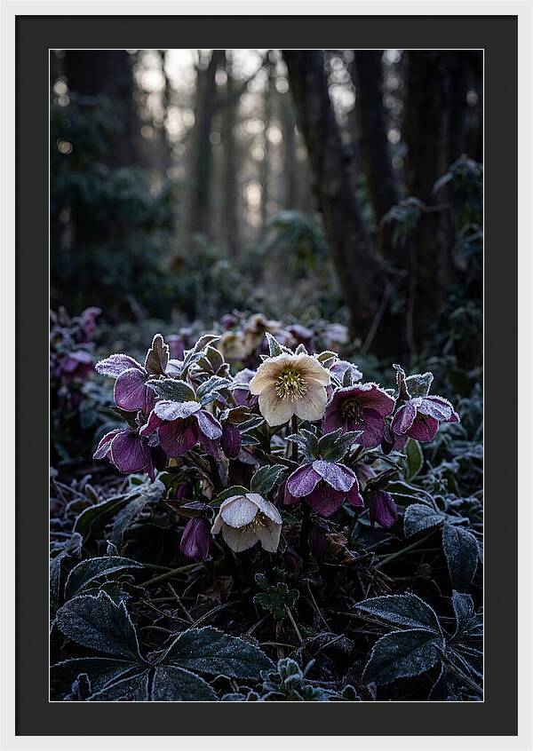 Hellebore Winter Blooms