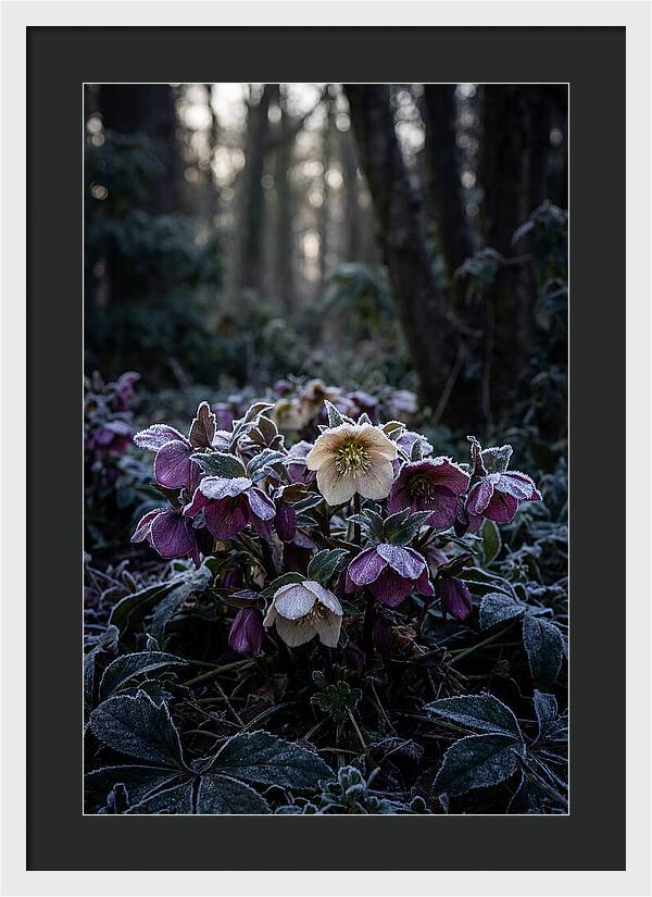 Hellebore Winter Blooms