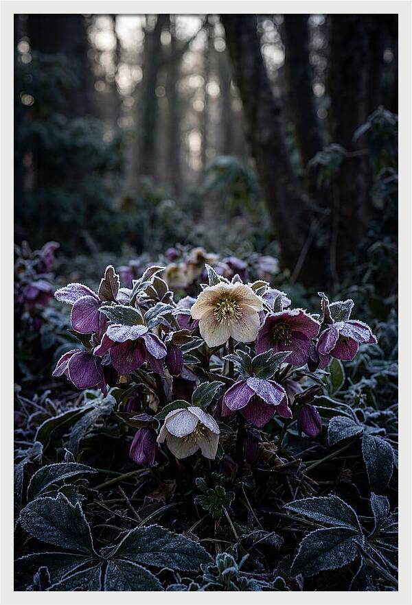 Hellebore Winter Blooms