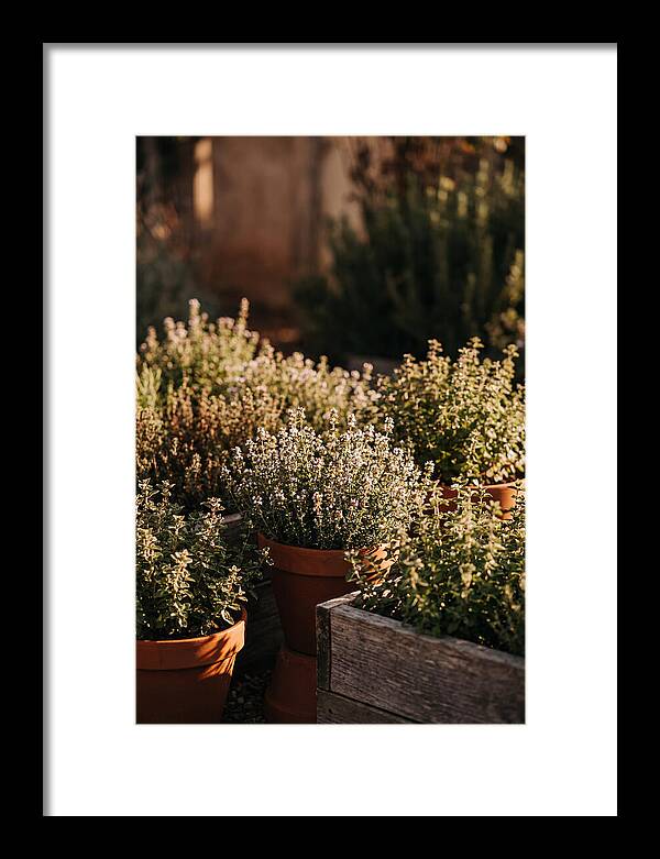 Herb Garden Serenity