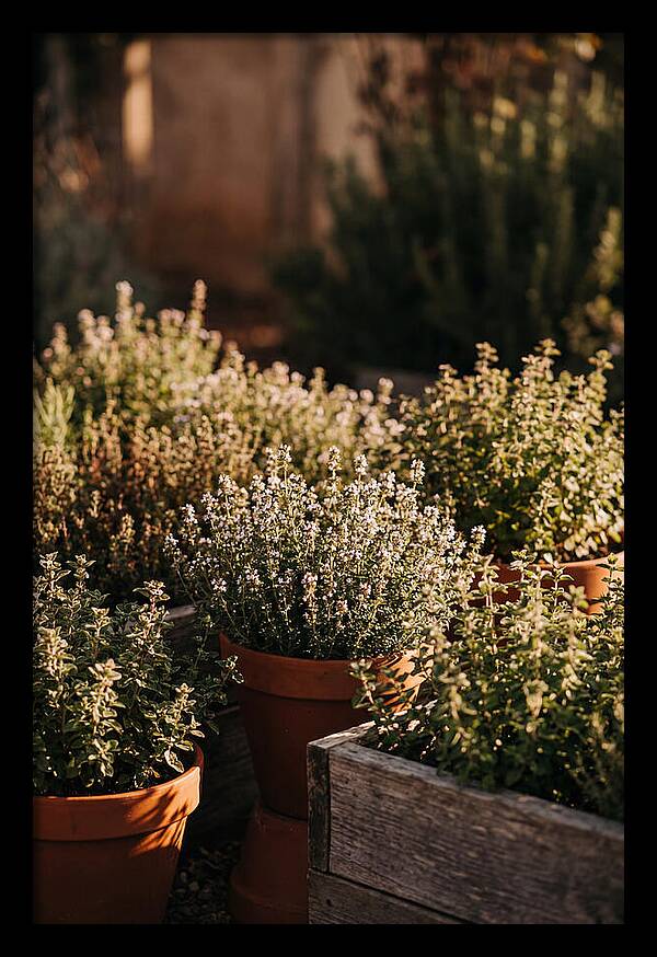 Herb Garden Serenity