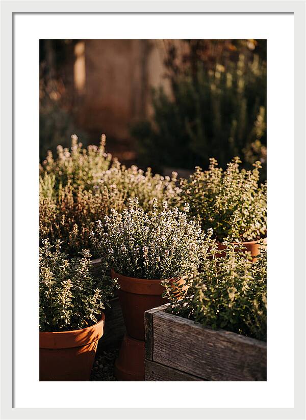 Herb Garden Serenity