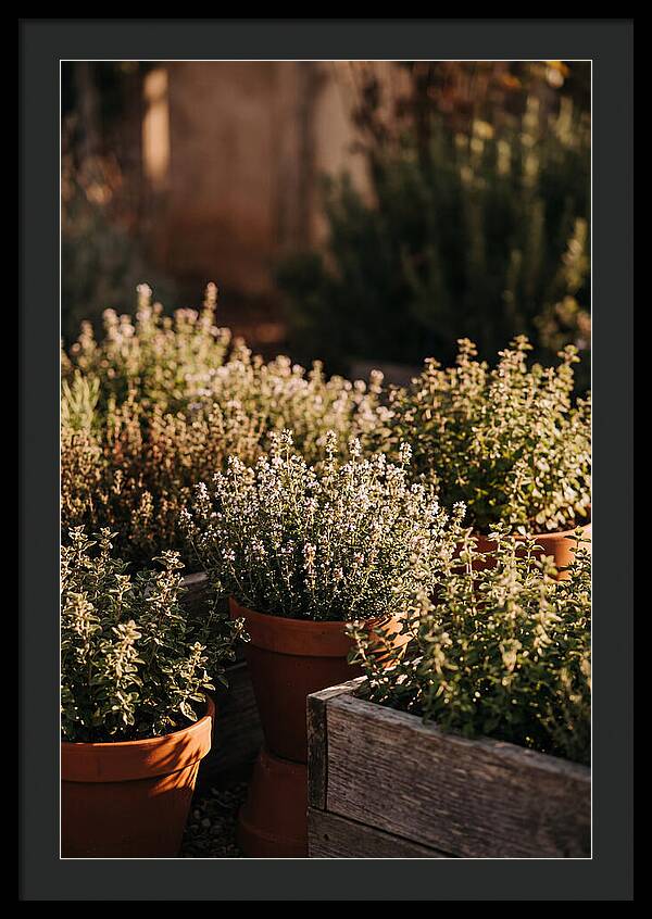 Herb Garden Serenity