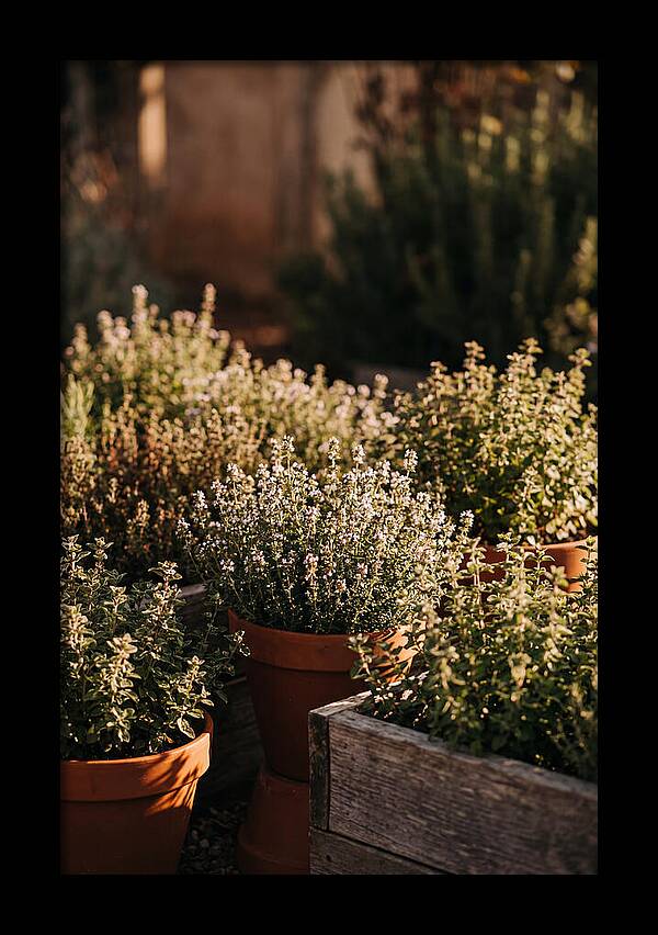 Herb Garden Serenity