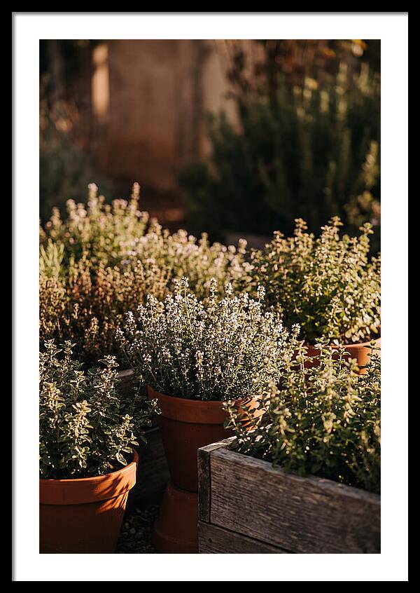 Herb Garden Serenity
