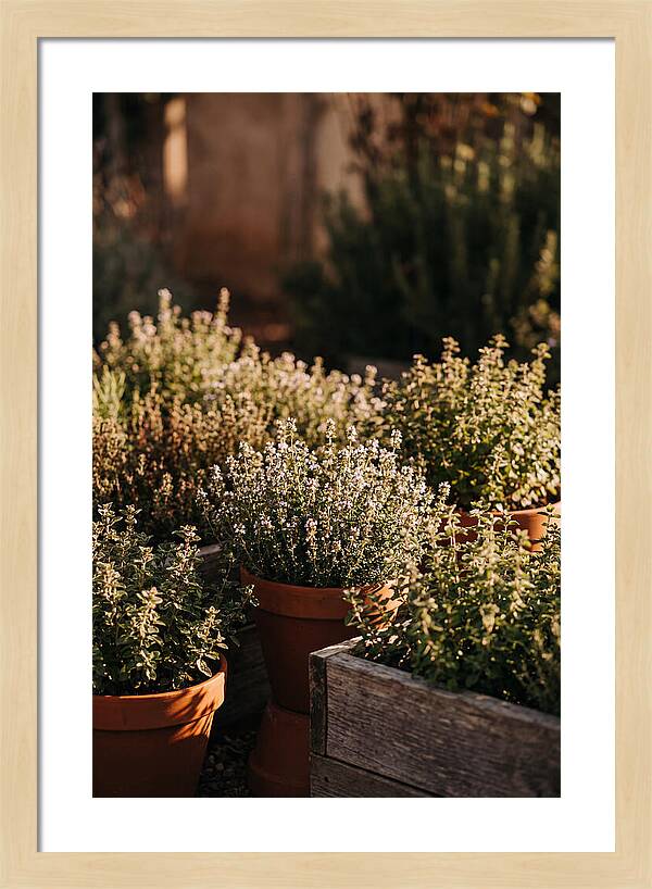 Herb Garden Serenity