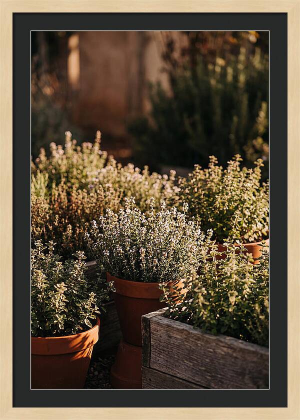 Herb Garden Serenity
