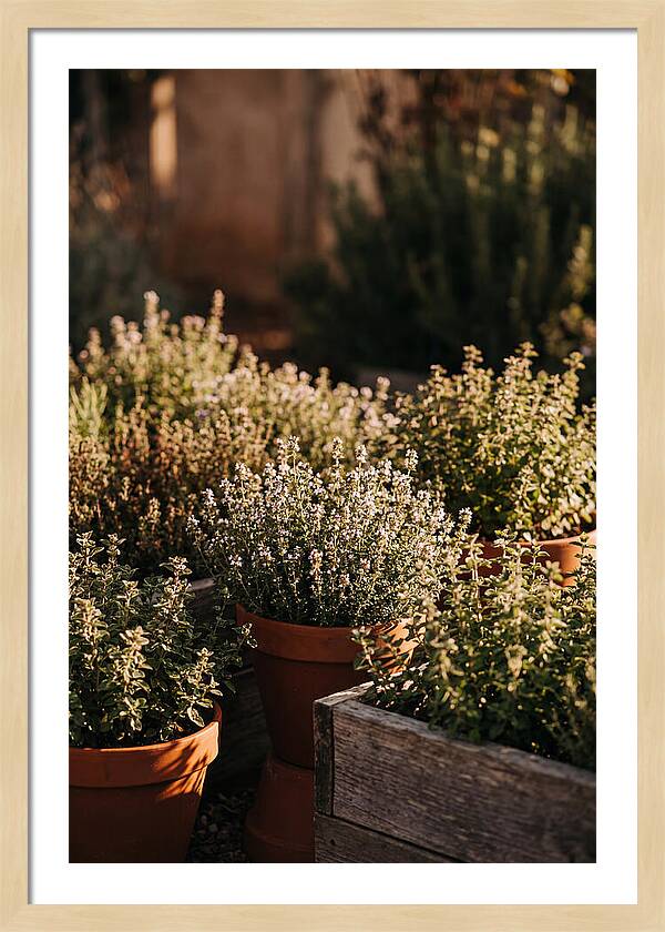 Herb Garden Serenity