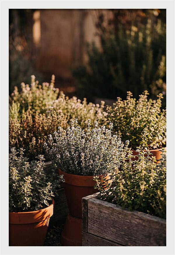 Herb Garden Serenity