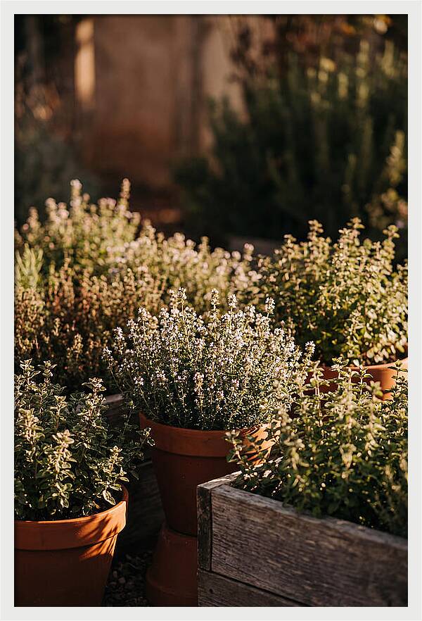 Herb Garden Serenity