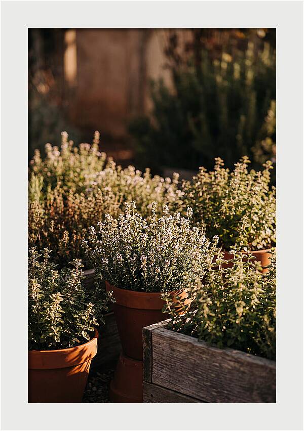 Herb Garden Serenity