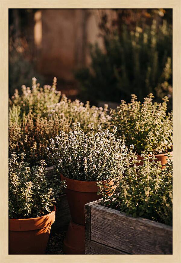 Herb Garden Serenity