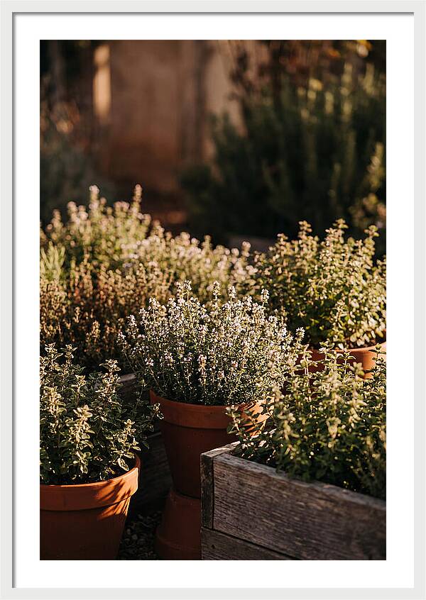 Herb Garden Serenity