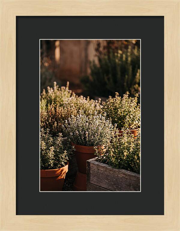 Herb Garden Serenity