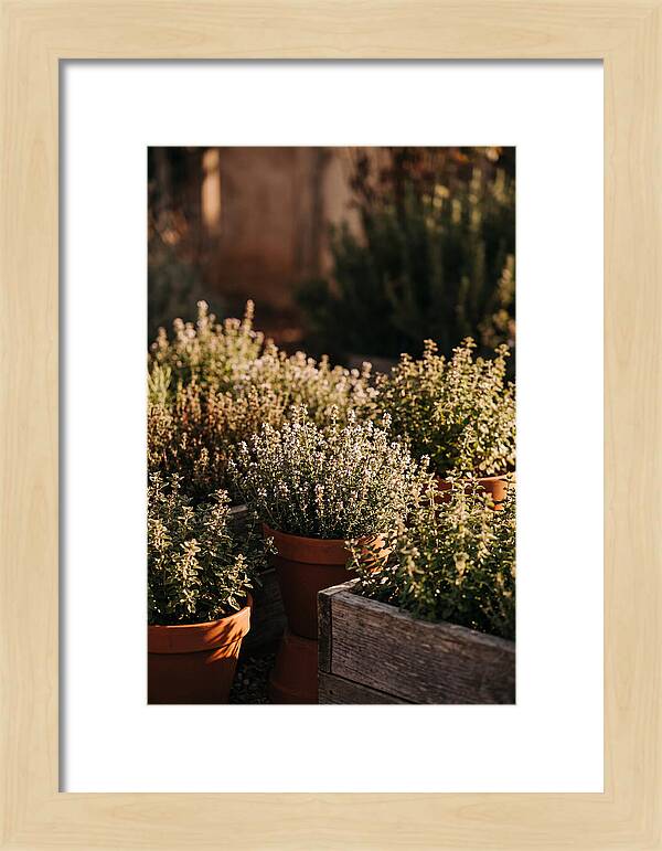Herb Garden Serenity