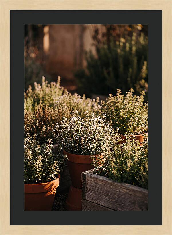Herb Garden Serenity