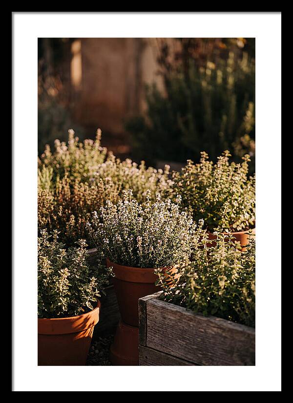 Herb Garden Serenity