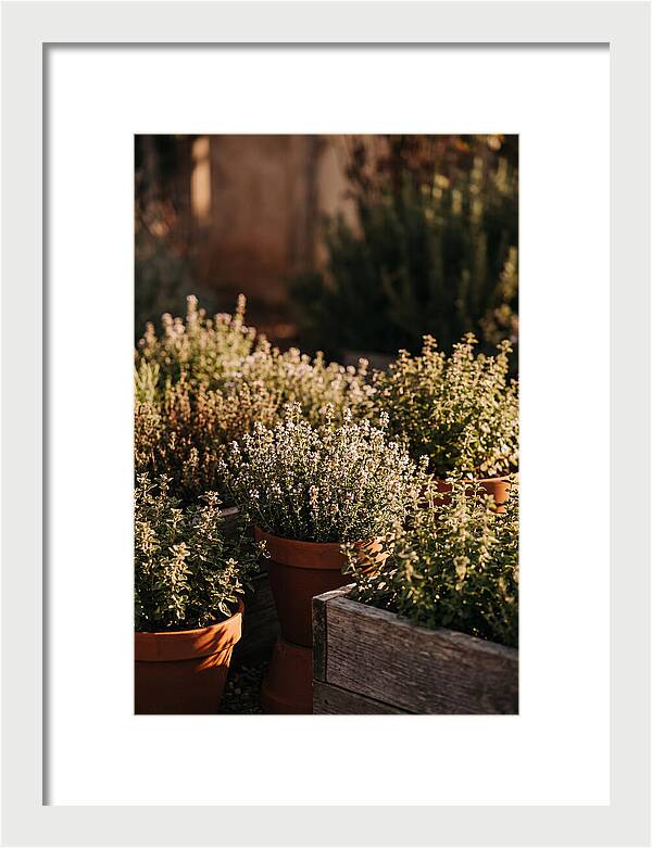 Herb Garden Serenity