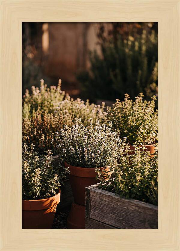 Herb Garden Serenity