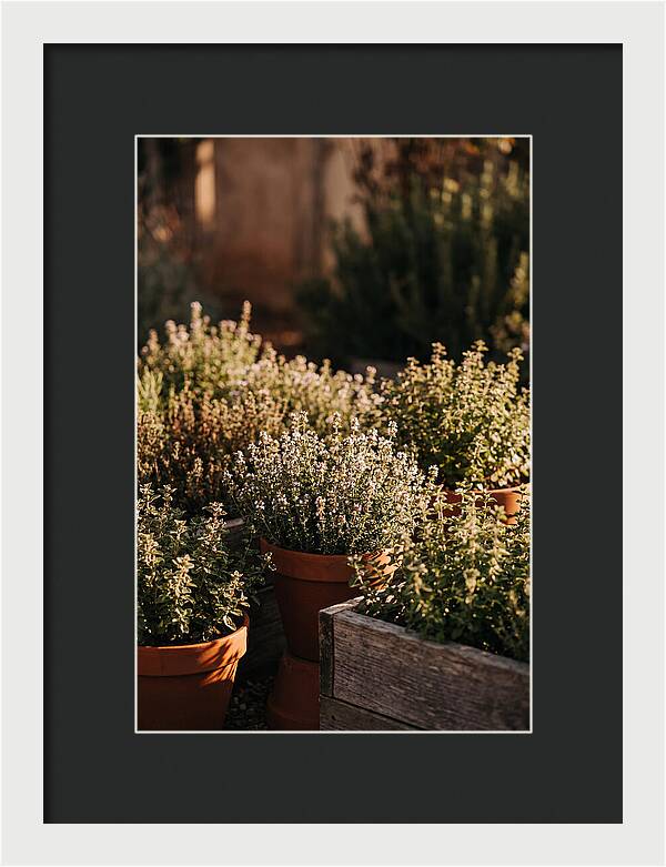 Herb Garden Serenity