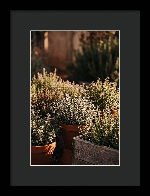 Herb Garden Serenity