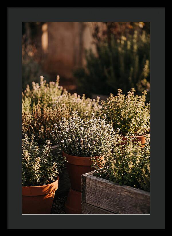 Herb Garden Serenity