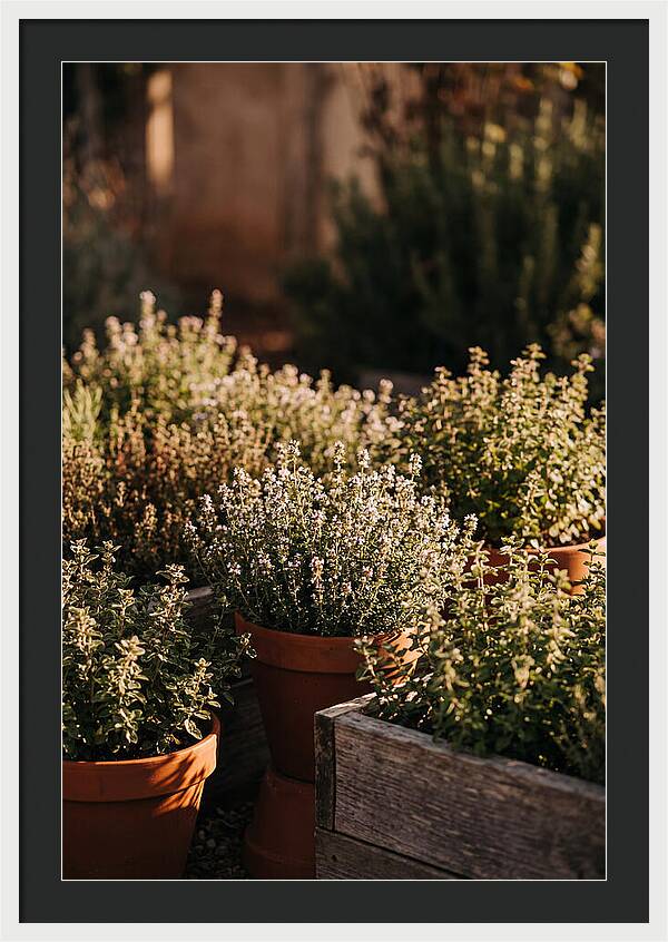 Herb Garden Serenity