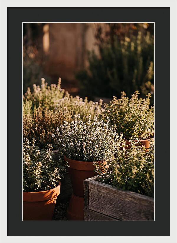 Herb Garden Serenity