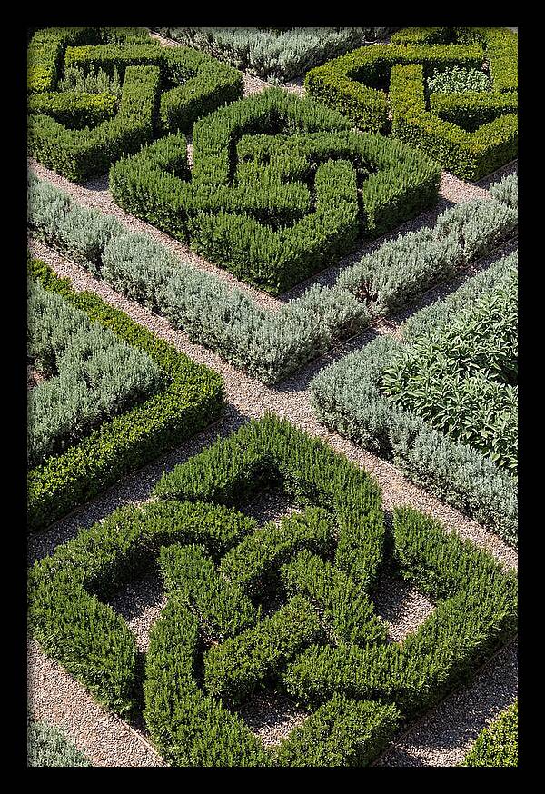 Herb Knot Garden