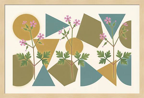 Herb Robert Cranesbill
