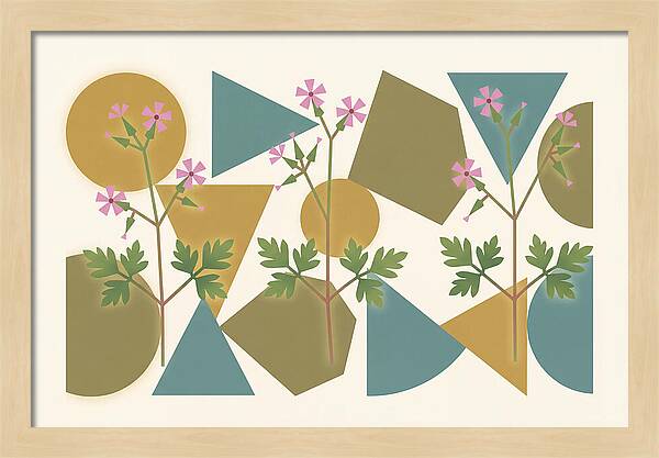 Herb Robert Cranesbill