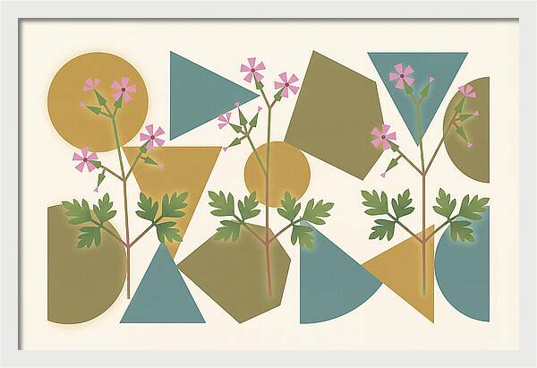 Herb Robert Cranesbill
