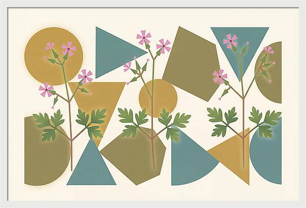 Herb Robert Cranesbill
