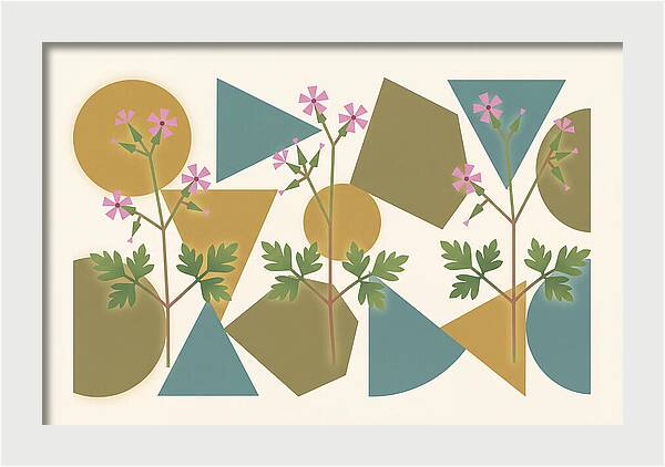 Herb Robert Cranesbill