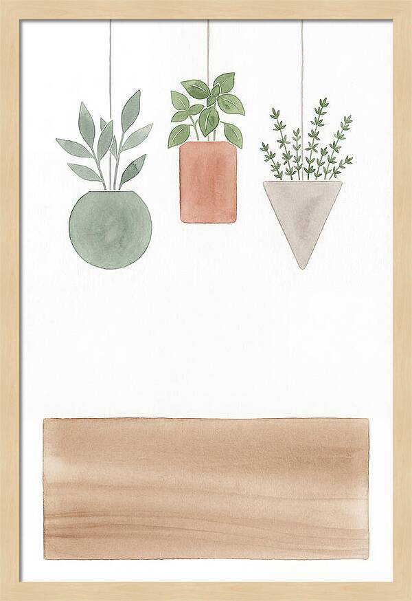Herbs Dried And Displayed