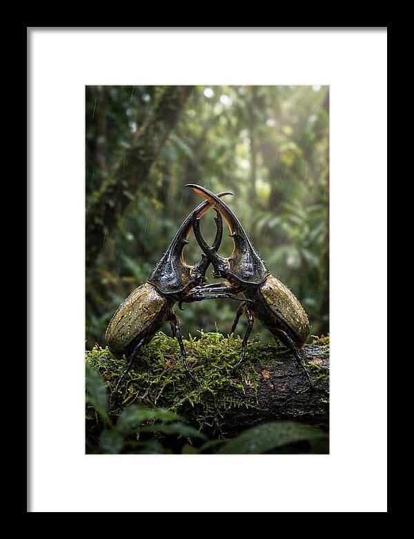 Hercules Beetle Showdown