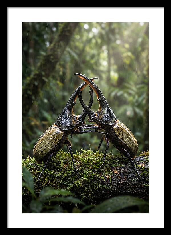Hercules Beetle Showdown