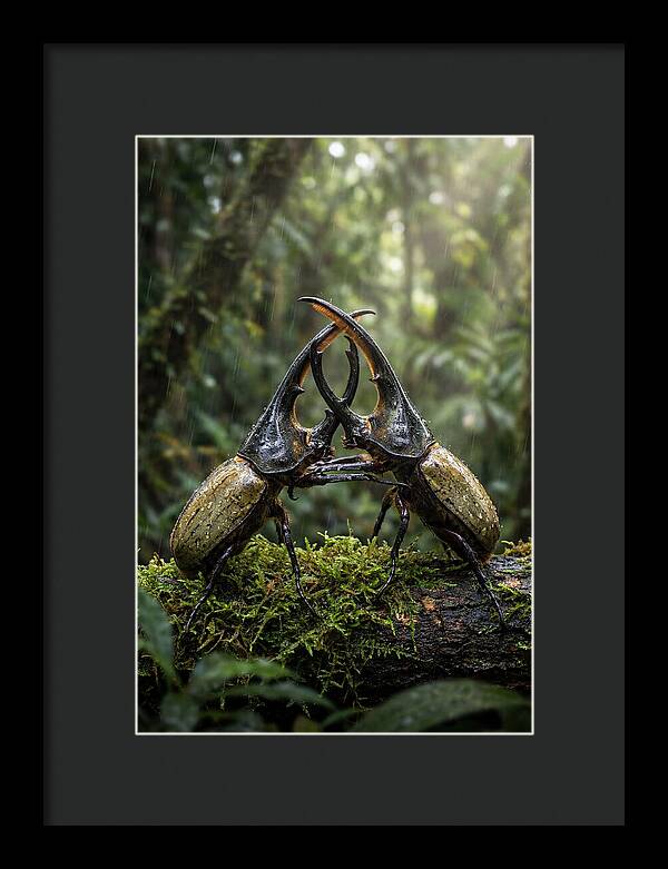 Hercules Beetle Showdown