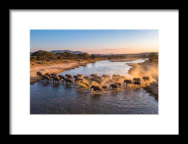 Herd Of Elephants Crossing River
