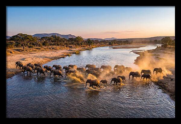 Herd Of Elephants Crossing River