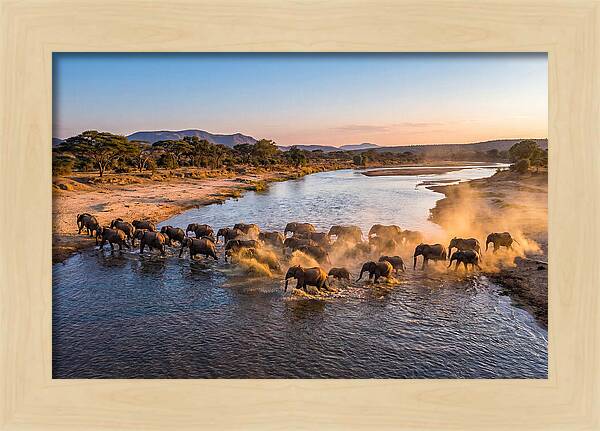 Herd Of Elephants Crossing River