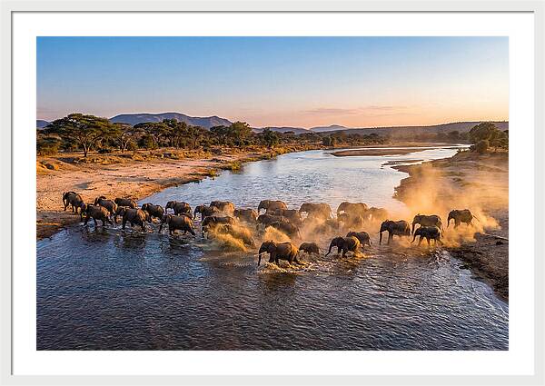 Herd Of Elephants Crossing River
