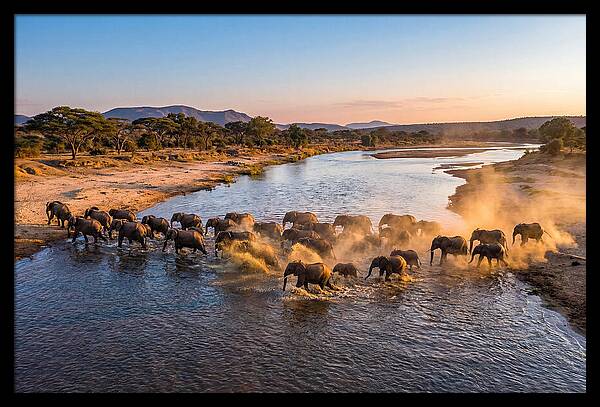 Herd Of Elephants Crossing River