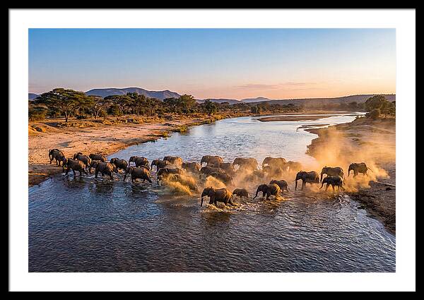 Herd Of Elephants Crossing River