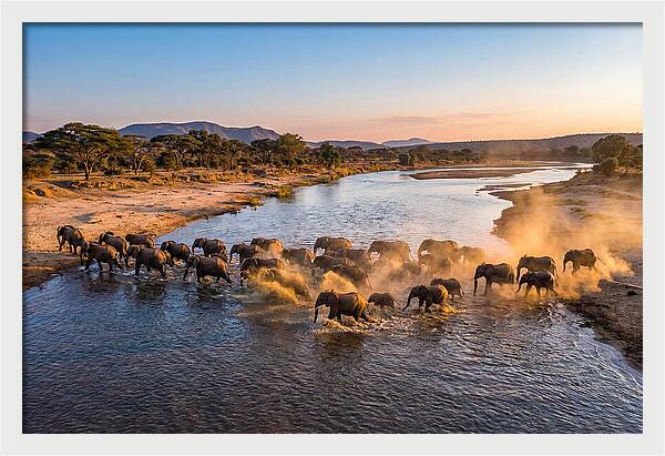 Herd Of Elephants Crossing River