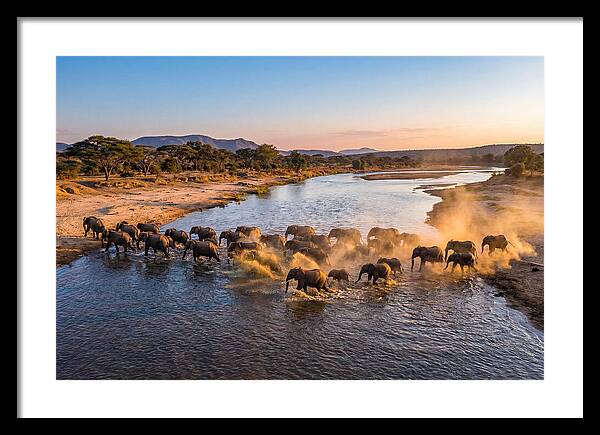 Herd Of Elephants Crossing River